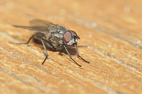 ¡Fliege! — Foto de Stock