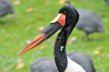 Sattelstorch