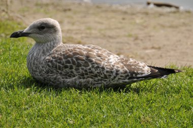 Ruhende Möwe