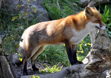 Fuchs im Gehege