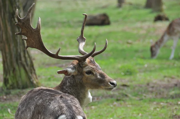 stock image Damhirsch