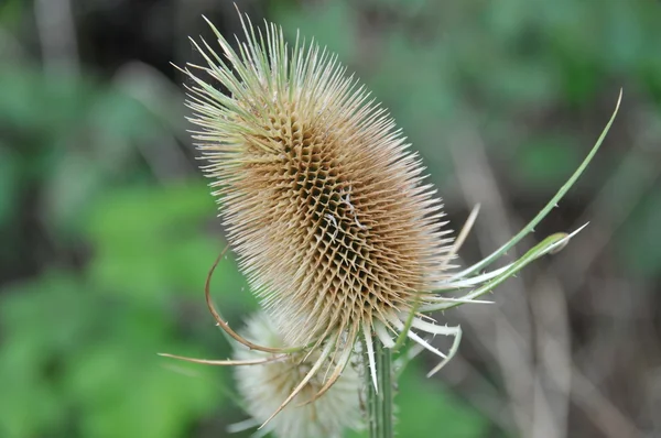 Karde, ein Geissblattgewächs