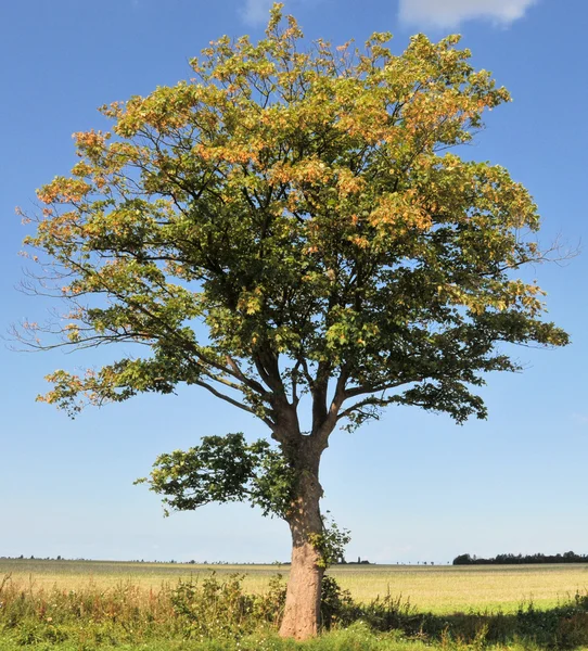Einzelner Baum Royaltyfria Stockfoton