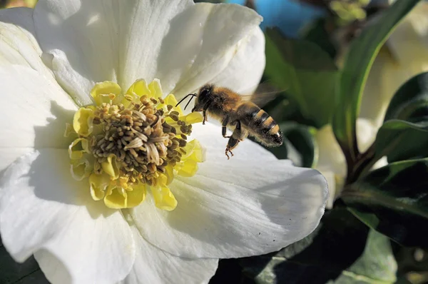 Biene im Anflug — Photo