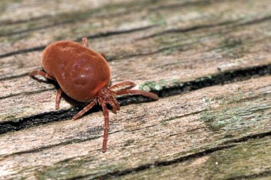 Trombidium holosericeum