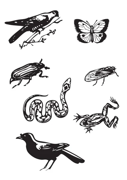 Aves vintage e insetos Gráficos Vetores