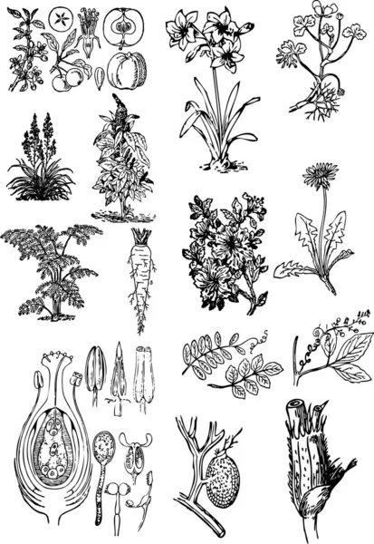 Blumen und Pflanzen — Stockvektor