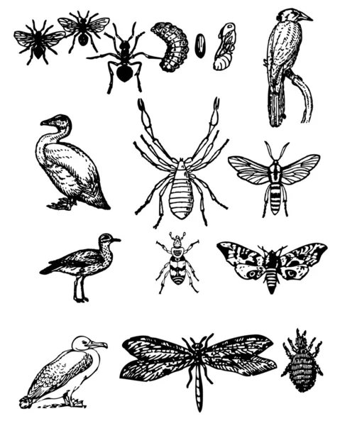 Más aves e insectos Ilustración de stock