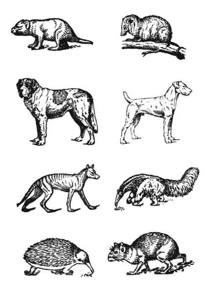 Däggdjur — Stock vektor