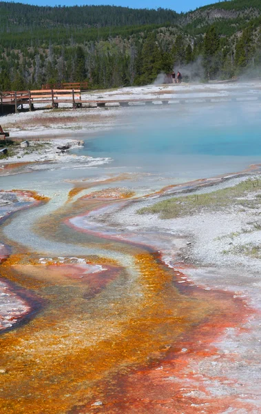 Yellowstone. Bacteria mat. — Stock Photo, Image
