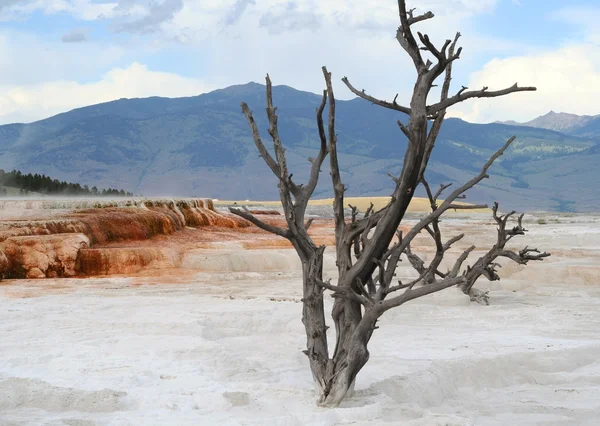 Yellowstone. Dead tree. — Stock Photo, Image