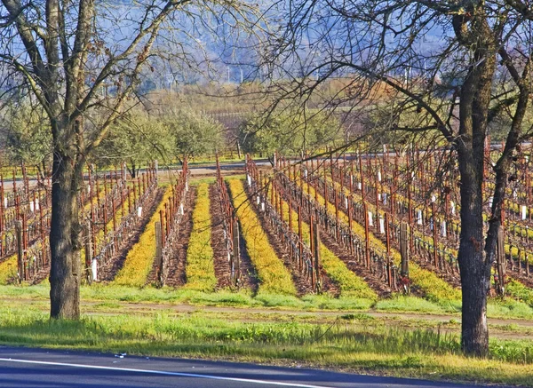 Wijngaard. lente. — Stockfoto