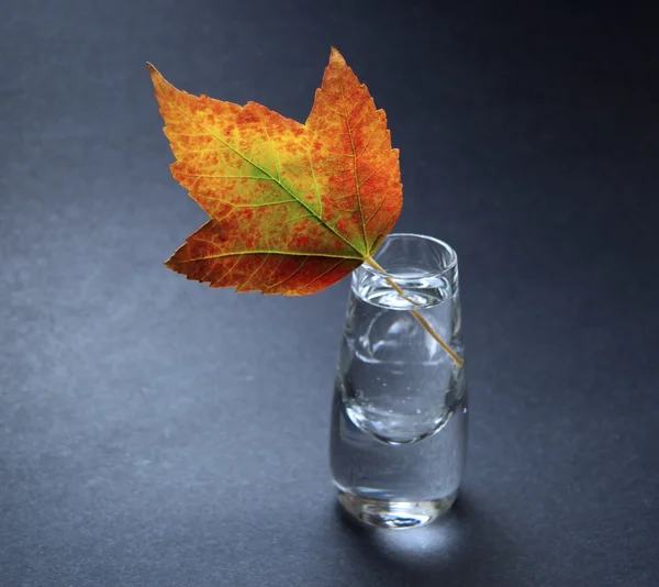 Autumn leaf in vase — Stock Photo, Image