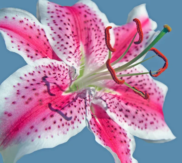Oryantal lily — Stok fotoğraf