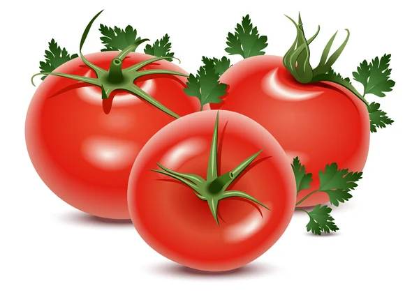 Tomaten und Petersilie — Stockvektor
