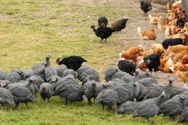 France, poultry farming in Brueil en Vexin clipart