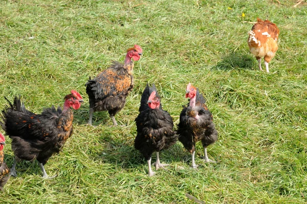 France, aviculture à Brueil en Vexin — Photo
