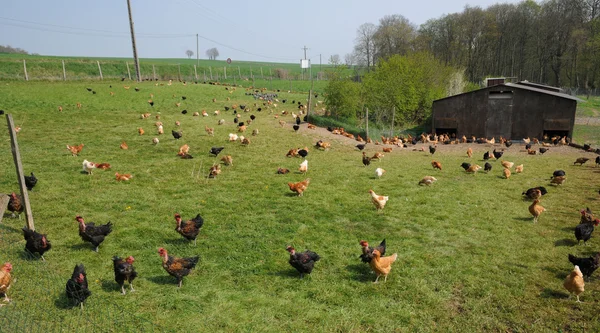 Frankrike, fjäderfäuppfödning i brueil en vexin — Stockfoto