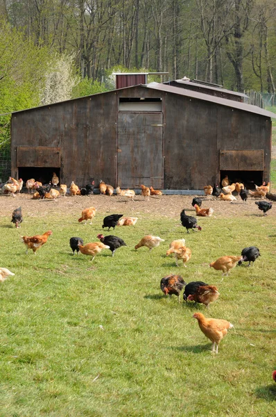 Fransa, kümes hayvanları yetiştiriciliği brueil tr vexin — Stok fotoğraf