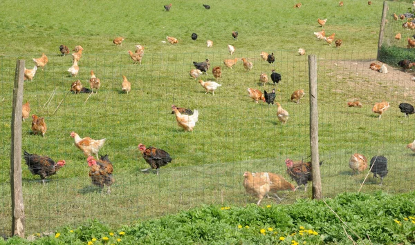 Francia, avicultura en Brueil en Vexin —  Fotos de Stock