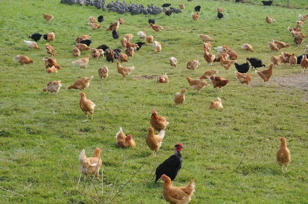 Francia, avicultura en Brueil en Vexin — Foto de Stock