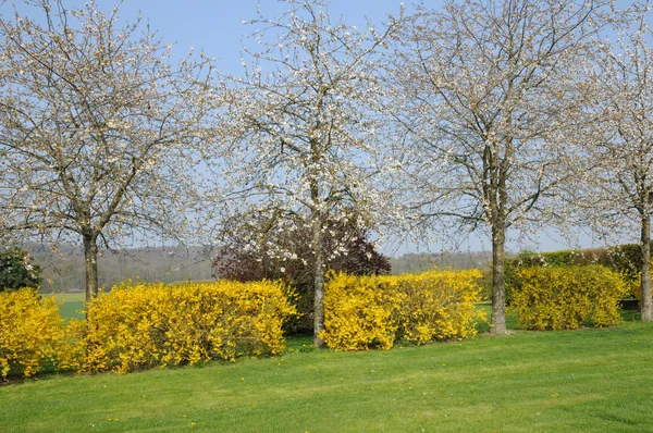 Frankreich, blühende bäume in aincourt — Stockfoto