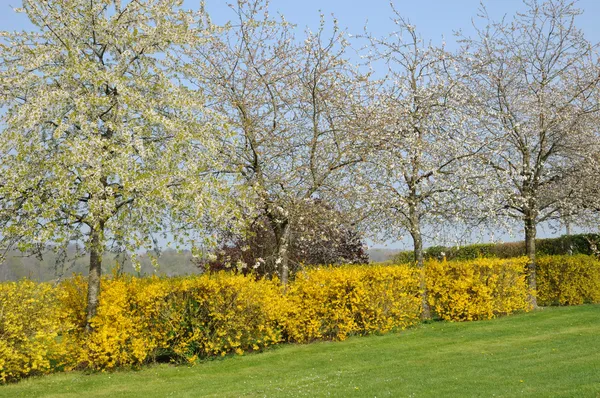 프랑스, Aincourt에서 꽃 피는 나무 — 스톡 사진