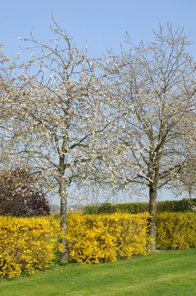 Francia, árboles con flores en Aincourt —  Fotos de Stock