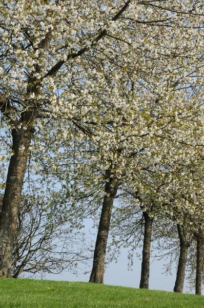 Francja, kwitnienia drzew w aincourt — Zdjęcie stockowe