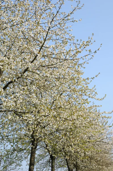 Francia, árboles con flores en Aincourt — Foto de Stock