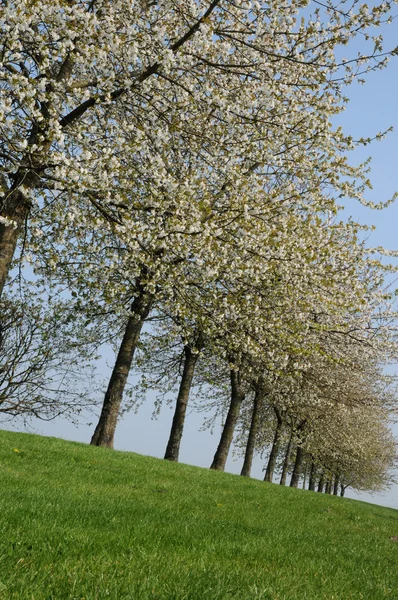 Francie, kvetoucí stromy v aincourt — Stock fotografie