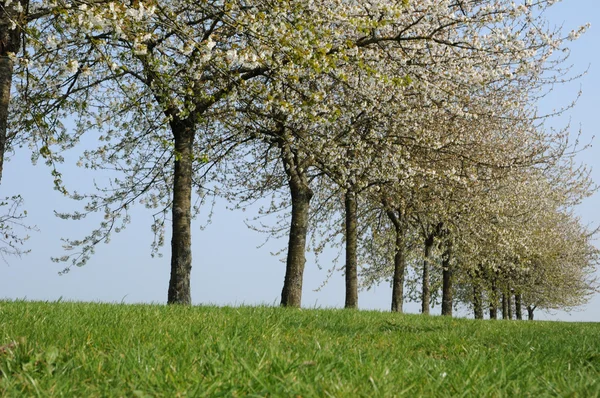 Frankrike, blommande träd i aincourt — Stockfoto