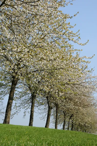 Francie, kvetoucí stromy v aincourt — Stock fotografie