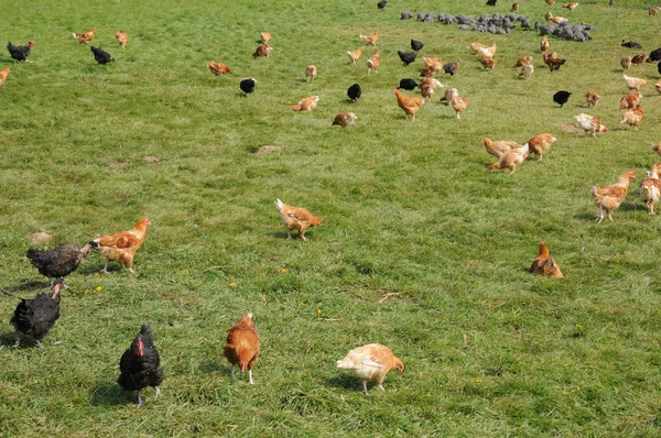 France, poultry farming in Brueil en Vexin — Stock Photo, Image