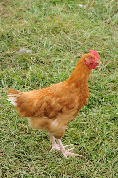 France, aviculture à Brueil en Vexin — Photo