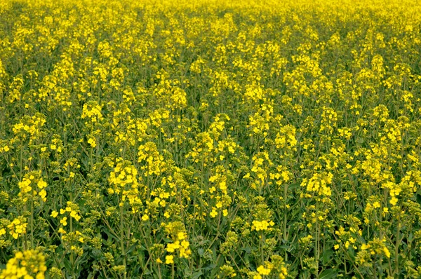 Yvelines, a field of rape in spring — Stock Photo, Image