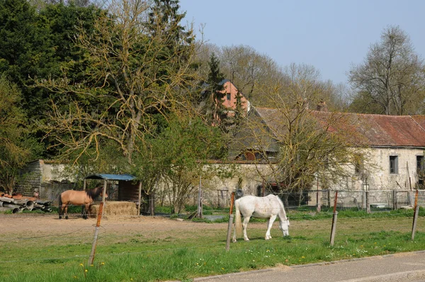 Paarden in het dorp van oinville sur montcient, Frankrijk — Stockfoto