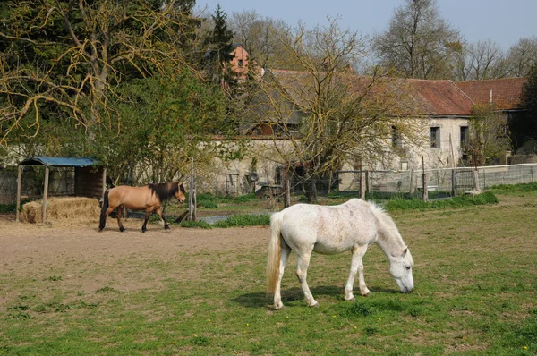 França, cavalos na aldeia de Oinville sur Montcient — Fotografia de Stock