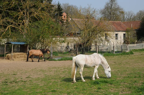 stock image France, horses in the village of Oinville sur Montcient