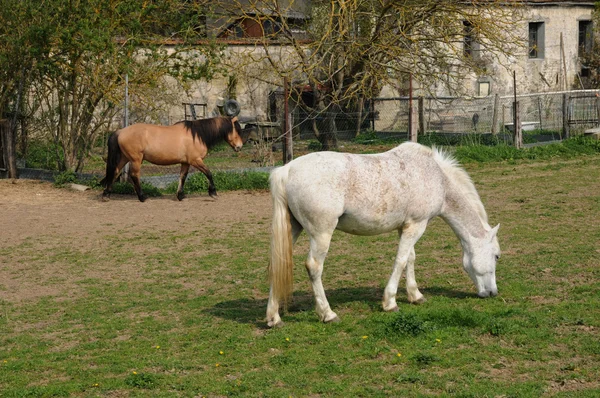 France, horses in the village of Oinville sur Montcient — Stock Photo, Image