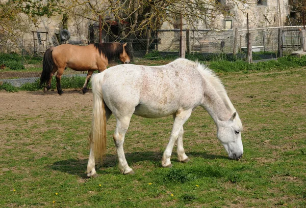 Frankrike, hästar i byn oinville sur montcient — Stockfoto
