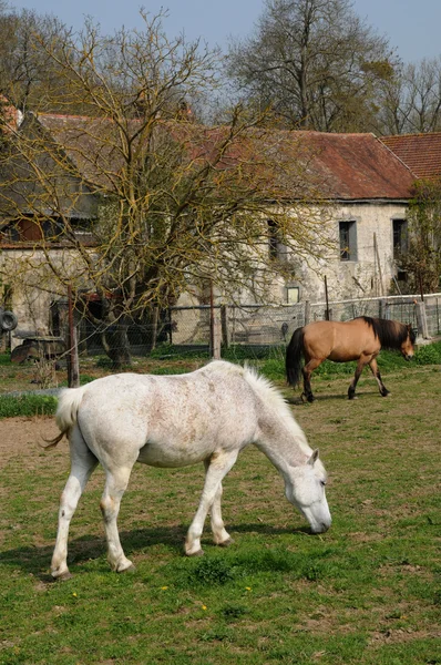 Frankreich, pferde im dorf oinville sur montcient — Stockfoto
