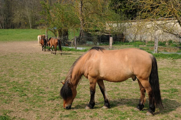 फ्रान्स, ओइनविले सु मॉन्ट्यूसी गावात घोडे — स्टॉक फोटो, इमेज