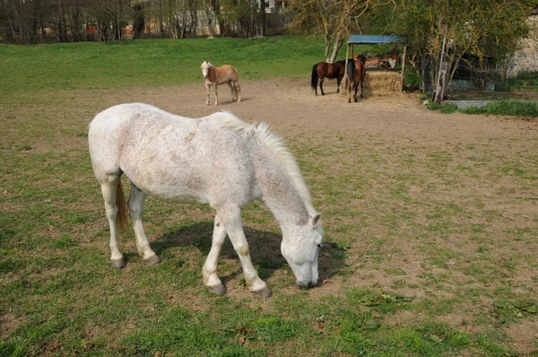फ्रांस, ओइनविले सुर मोंटिसेंट गांव में घोड़े — स्टॉक फ़ोटो, इमेज