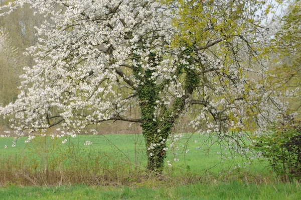 Ile de France, Vernouillet orchard in springtime — Stock Photo, Image