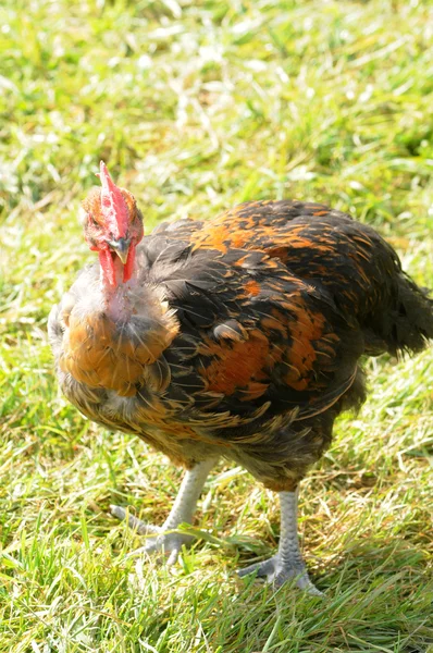 France, poultry farming in Brueil en Vexin — Stock Photo, Image