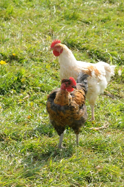 Frankrike, fjäderfäuppfödning i brueil en vexin — Stockfoto