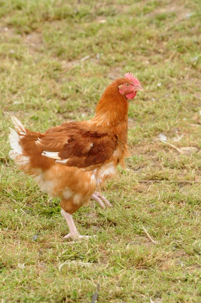 stock image France, poultry farming in Brueil en Vexin