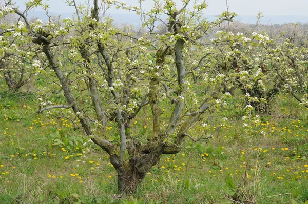 イル ・ ド ・ フランス、春の vernouillet 果樹園 — ストック写真