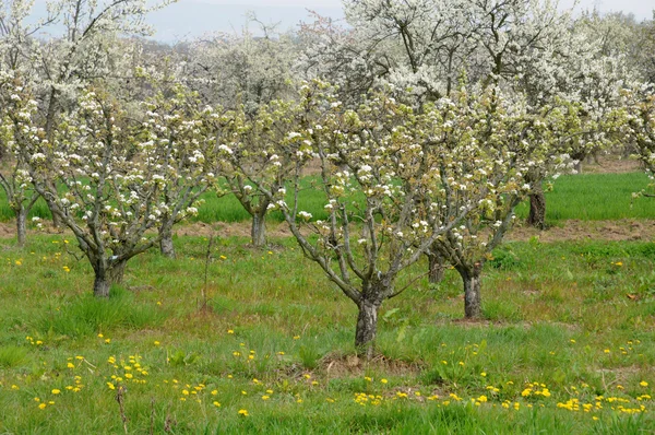 Ile de france, vernouillet Obstgarten im Frühling — Stockfoto
